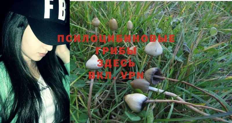 Галлюциногенные грибы Psilocybine cubensis Благовещенск